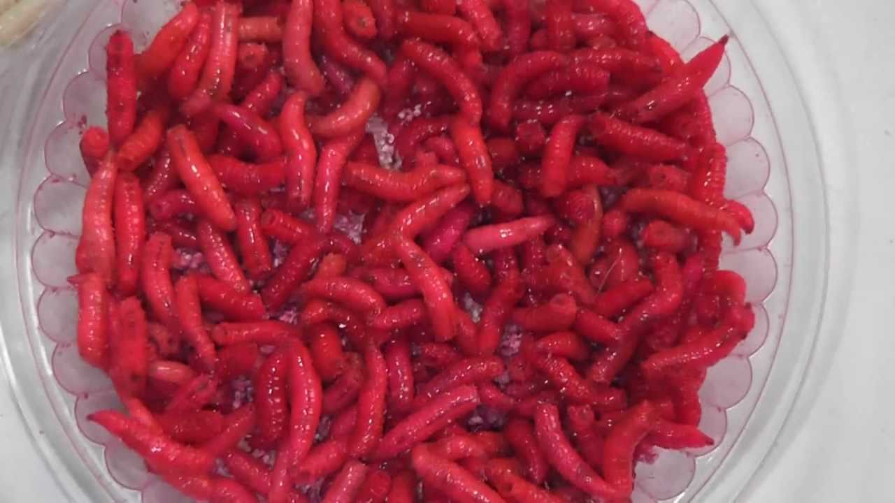 Как покрасить опарышей в домашних условиях